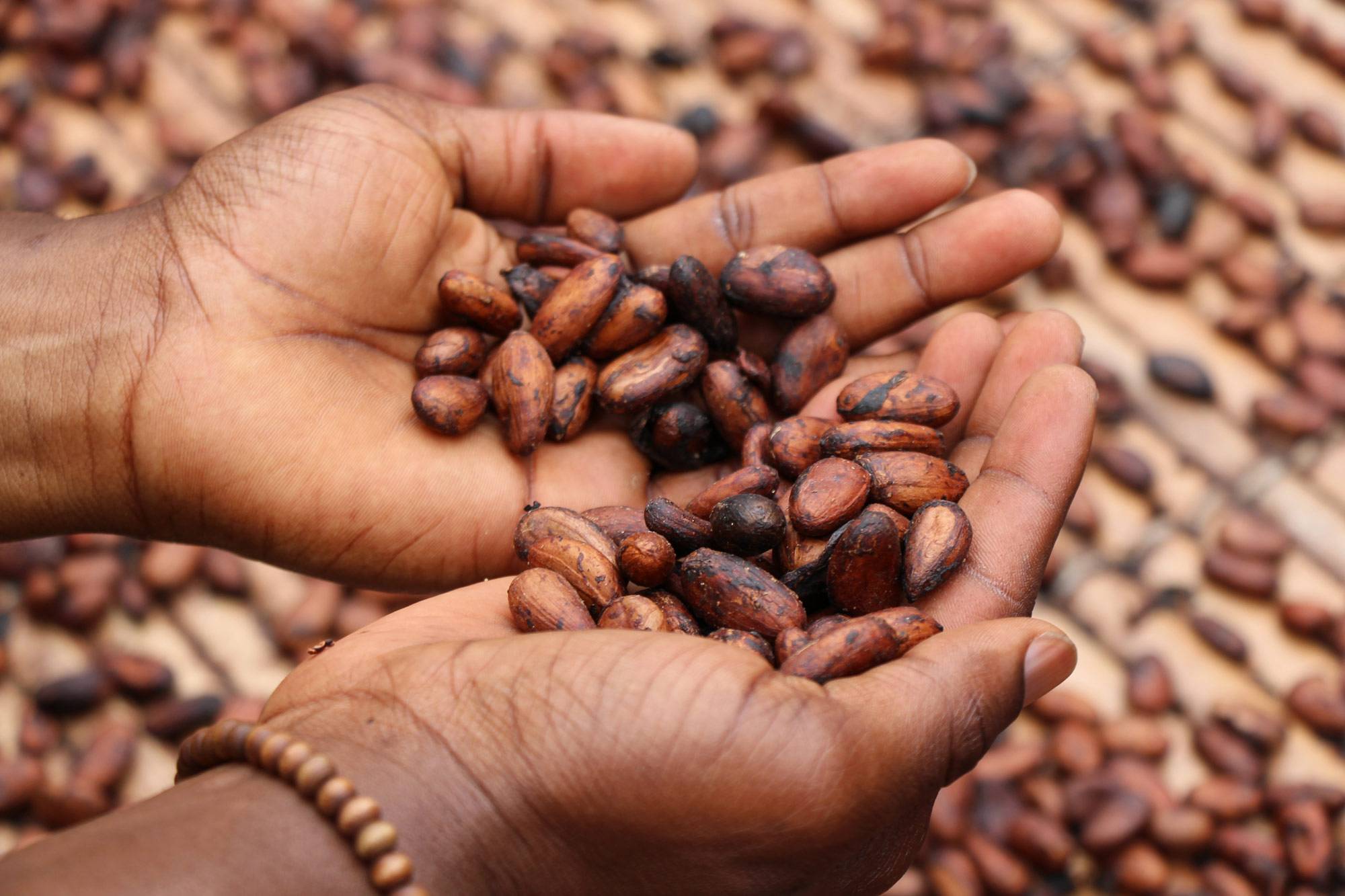 Tabasco, le berceau du cacao