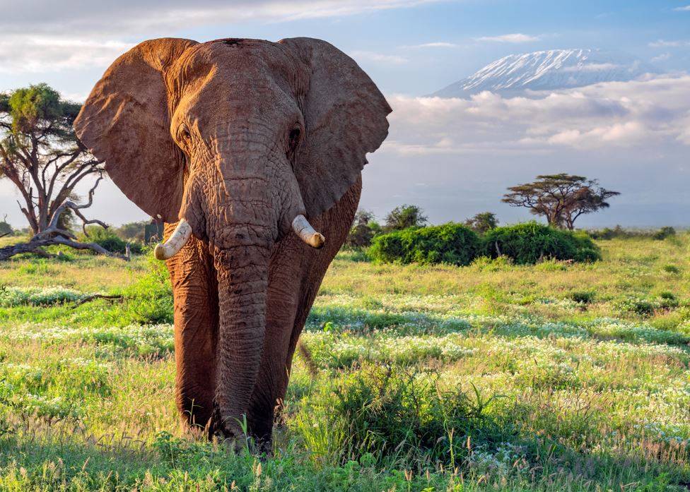 Kenya, un safari-photos avec Bruno Calendini